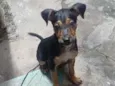Pombão