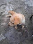 Thor e cacau 