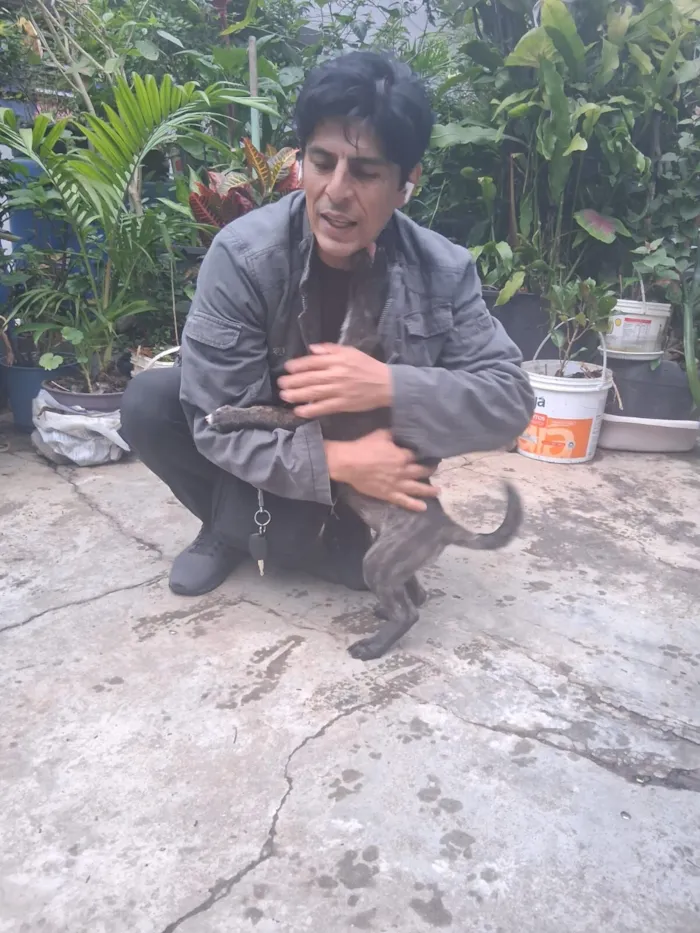 Cachorro raça SRD-ViraLata idade 2 a 6 meses nome Thor e cacau 