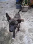 Thor e cacau 