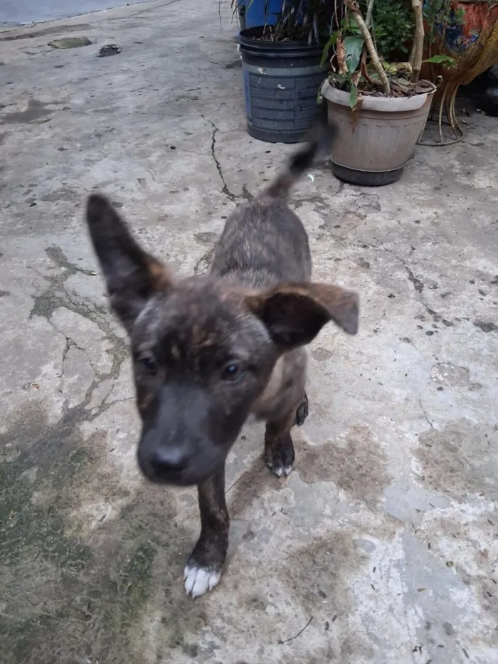 Cachorro raça SRD-ViraLata idade 2 a 6 meses nome Thor e cacau 