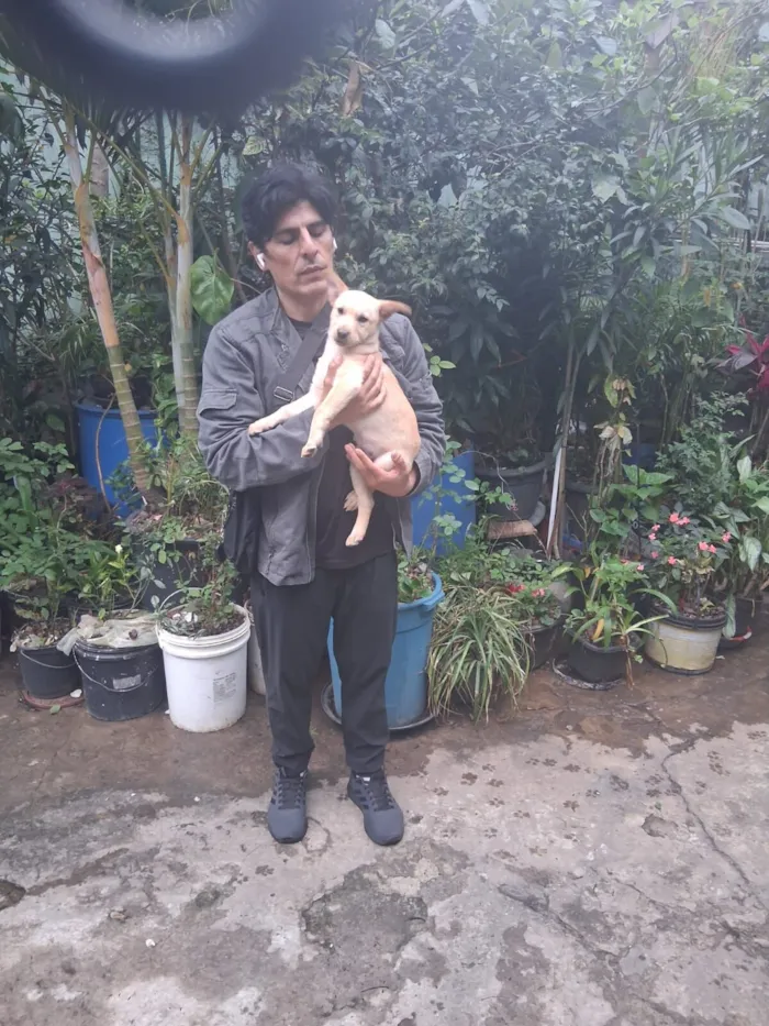 Cachorro raça SRD-ViraLata idade 2 a 6 meses nome Thor e cacau 