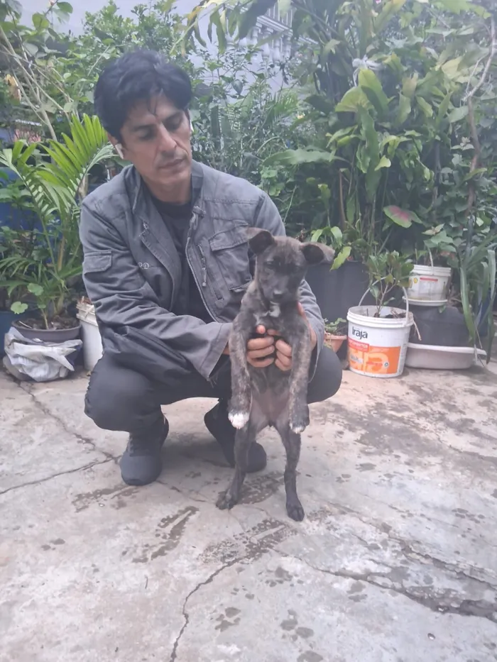 Cachorro raça SRD-ViraLata idade 2 a 6 meses nome Thor e cacau 