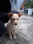 Thor e cacau 
