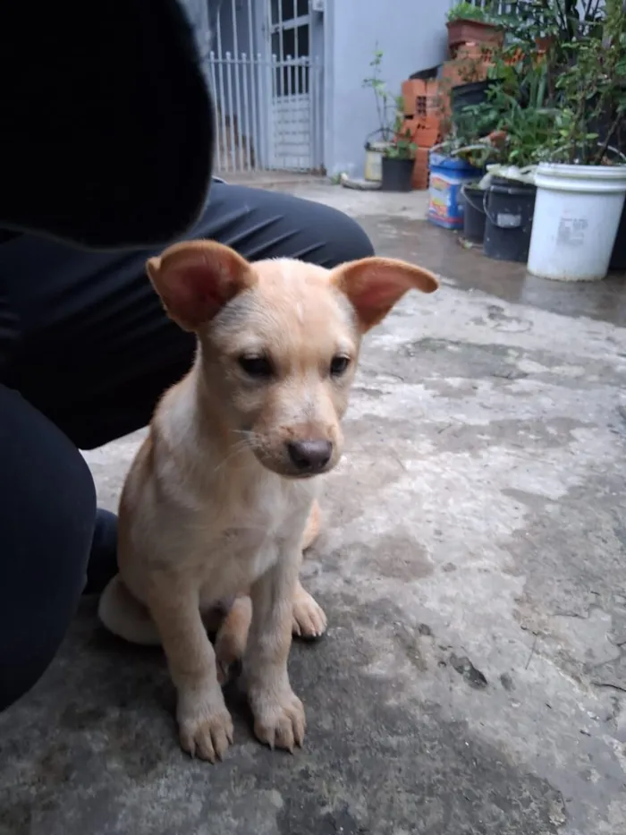 Cachorro raça SRD-ViraLata idade 2 a 6 meses nome Thor e cacau 