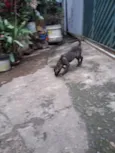 Thor e cacau 