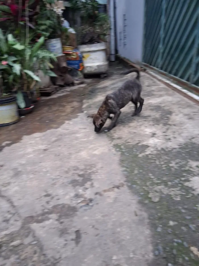Cachorro raça SRD-ViraLata idade 2 a 6 meses nome Thor e cacau 