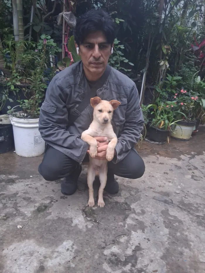 Cachorro raça SRD-ViraLata idade 2 a 6 meses nome Thor e cacau 
