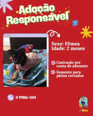 Cachorro raça SRD-ViraLata idade 2 a 6 meses nome pandora