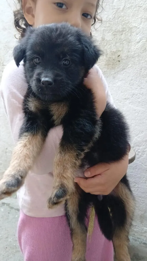 Cachorro raça SRD-ViraLata idade 2 a 6 meses nome sombra 
