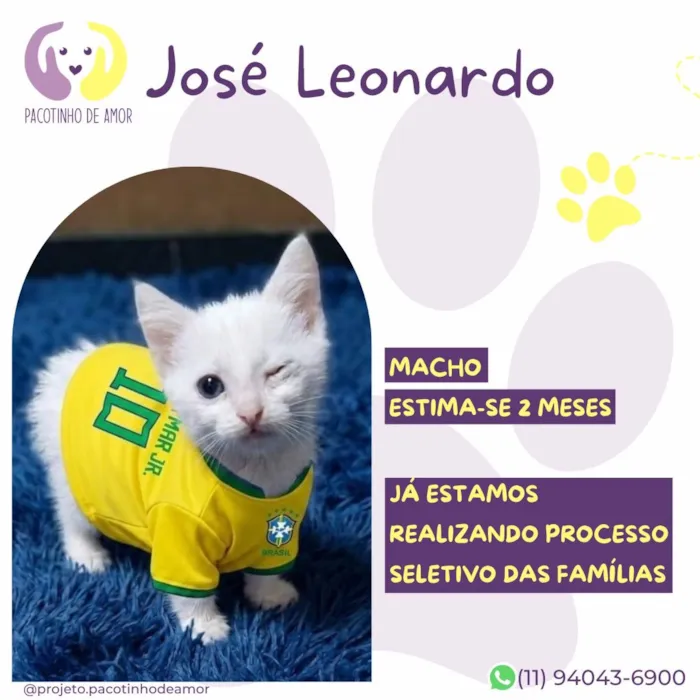 Gato raça SRD-ViraLata idade 2 a 6 meses nome José Leonardo