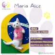 Maria Alice