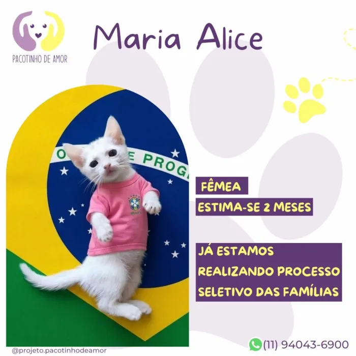 Gato raça SRD-ViraLata idade 2 a 6 meses nome Maria Alice