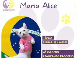 Gato raça SRD-ViraLata idade 2 a 6 meses nome Maria Alice