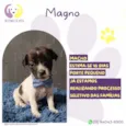 Magno