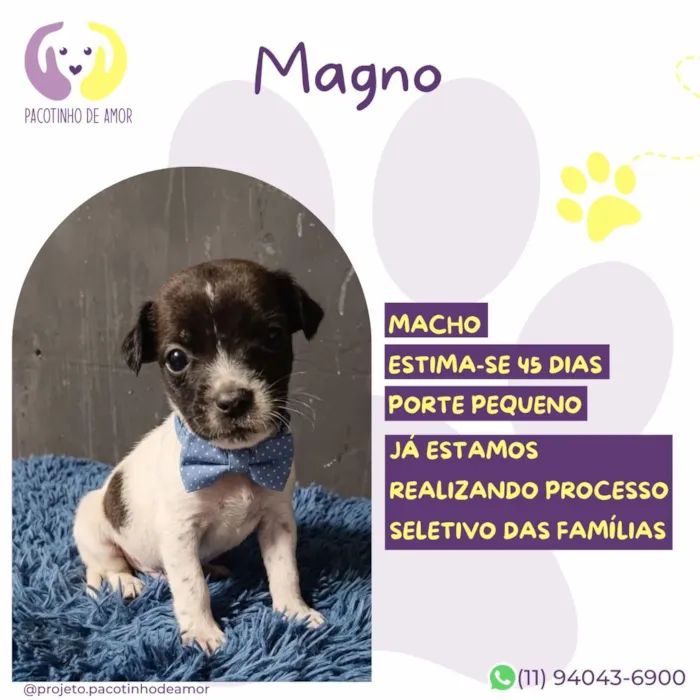 Cachorro raça SRD-ViraLata idade Abaixo de 2 meses nome Magno