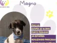 Magno