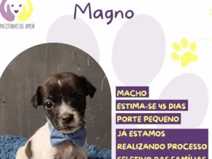 Cachorro raça SRD-ViraLata idade Abaixo de 2 meses nome Magno