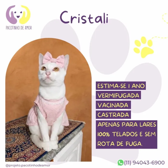 Gato raça SRD-ViraLata idade 1 ano nome Cristali