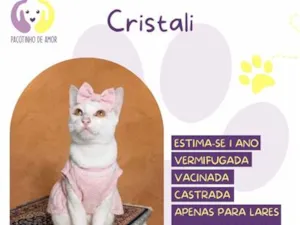 Gato raça SRD-ViraLata idade 1 ano nome Cristali