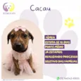Cacau