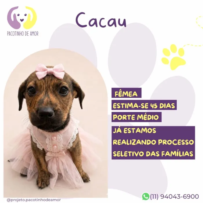 Cachorro raça SRD-ViraLata idade 2 a 6 meses nome Cacau