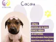 Cacau