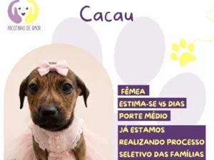 Cachorro raça SRD-ViraLata idade 2 a 6 meses nome Cacau
