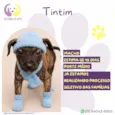 Tintim
