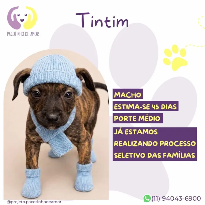 Cachorro raça SRD-ViraLata idade 2 a 6 meses nome Tintim