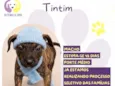 Tintim