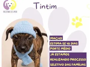 Cachorro raça SRD-ViraLata idade 2 a 6 meses nome Tintim
