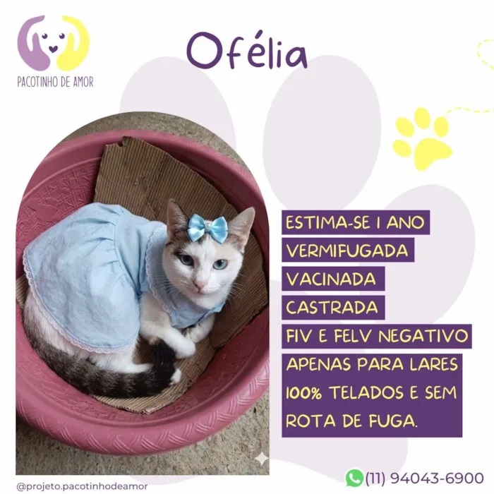 Gato raça SRD-ViraLata idade 1 ano nome Ofélia