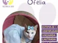 Ofélia