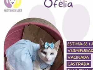 Gato raça SRD-ViraLata idade 1 ano nome Ofélia