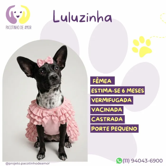 Cachorro raça SRD-ViraLata idade 2 a 6 meses nome Luluzinha