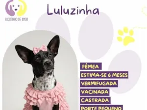 Cachorro raça SRD-ViraLata idade 2 a 6 meses nome Luluzinha