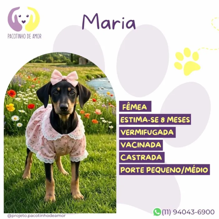 Cachorro raça SRD-ViraLata idade 7 a 11 meses nome Maria