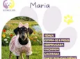 Maria