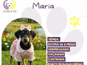 Cachorro raça SRD-ViraLata idade 7 a 11 meses nome Maria
