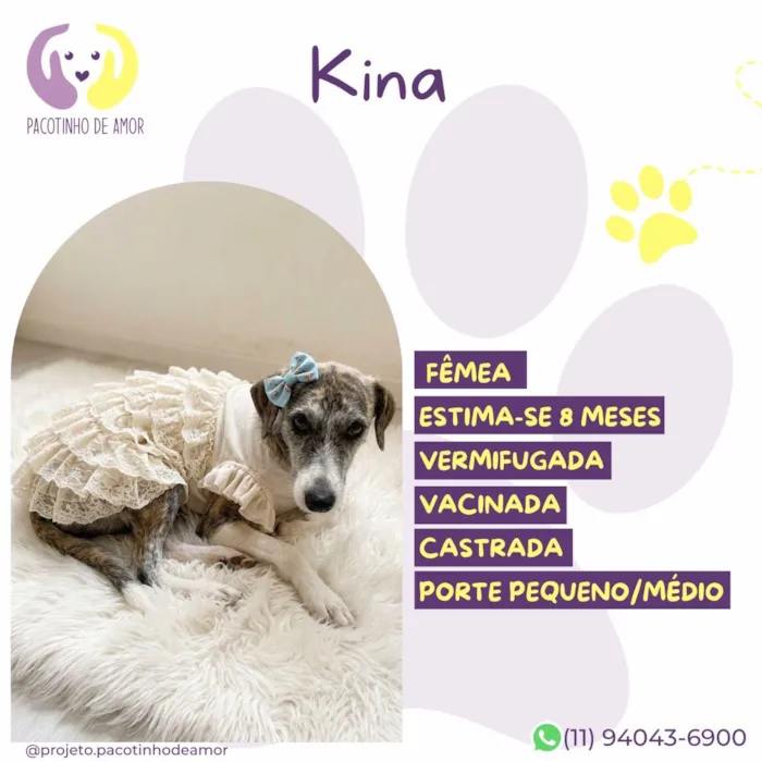 Cachorro raça SRD-ViraLata idade 7 a 11 meses nome Kina