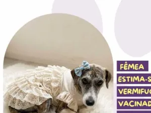 Cachorro raça SRD-ViraLata idade 7 a 11 meses nome Kina