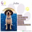 João