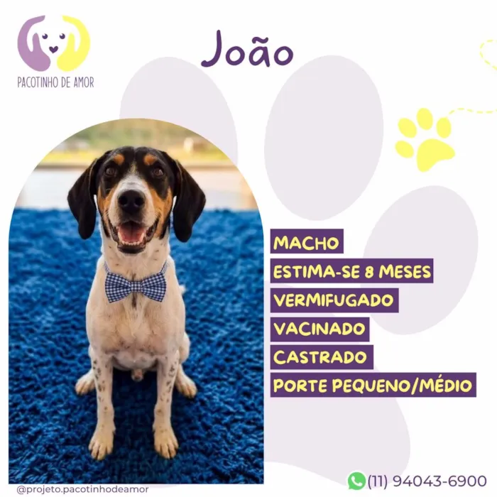 Cachorro raça SRD-ViraLata idade 2 a 6 meses nome João