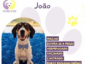 Cachorro raça SRD-ViraLata idade 2 a 6 meses nome João