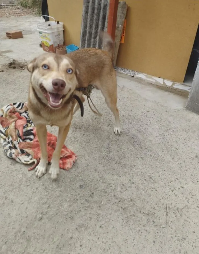 Cachorro raça SRD-ViraLata idade 1 ano nome Wesley