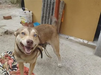 Cachorro raça SRD-ViraLata idade 1 ano nome Wesley