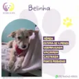 Belinha