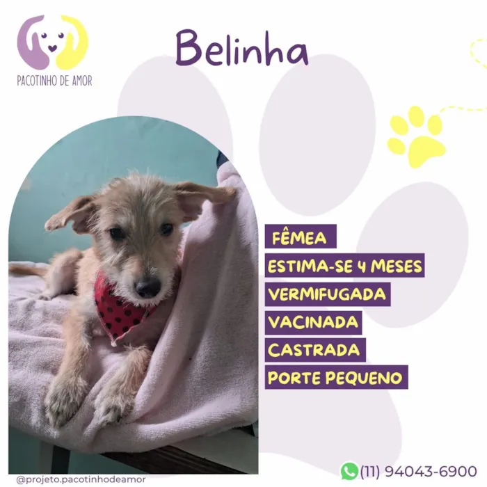 Cachorro raça SRD-ViraLata idade 2 a 6 meses nome Belinha