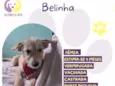 Belinha